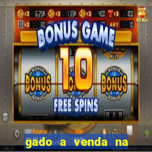 gado a venda na bahia olx